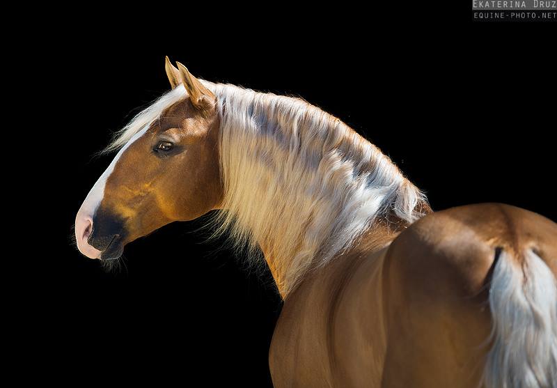 Get the Best from the Pre Purchase Exam