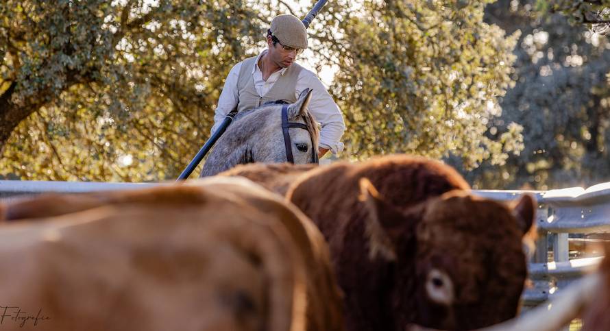 Origins of the Working Equitation Obstacles