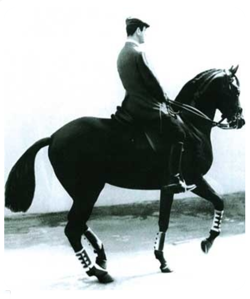classical riding maestro nuno oliveira portugal