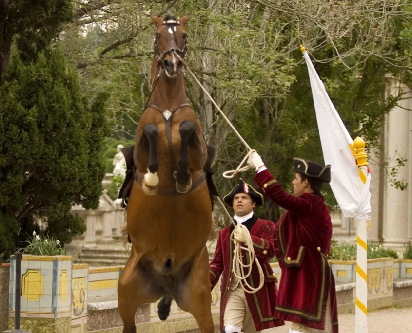 11_Portuguese_School_of_Equestrian_Art_credits_PSML_Pedro_Yglesias-845x684 (1)