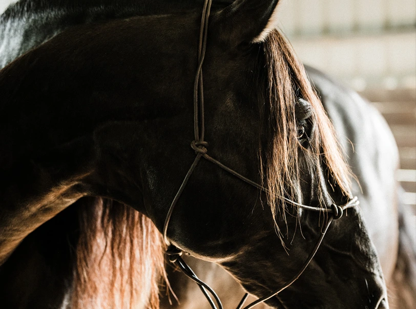Classical-Riding-Holiday-17