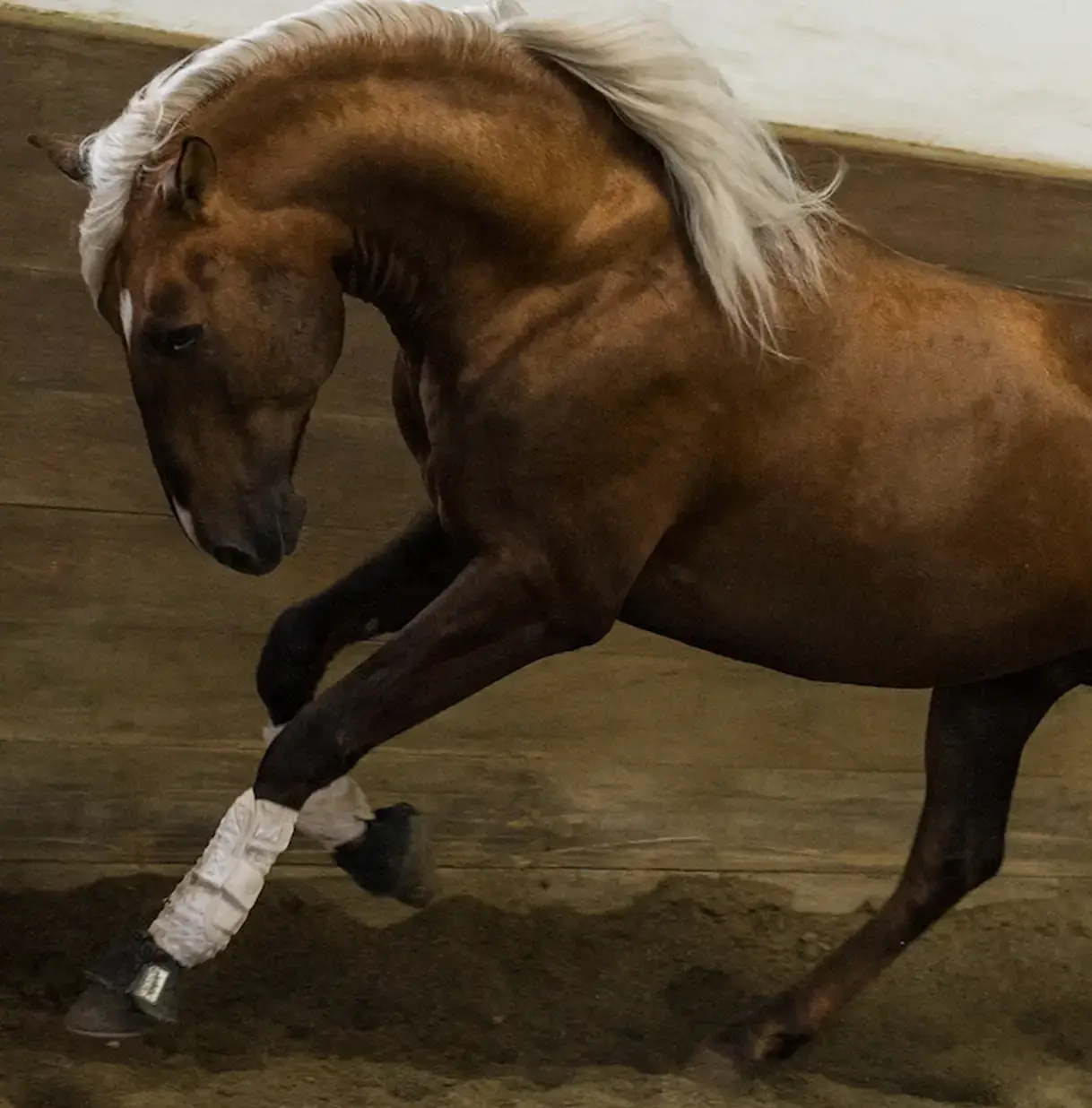 CLIENT TESTIMONIALS  & LUSITANOS SOLD