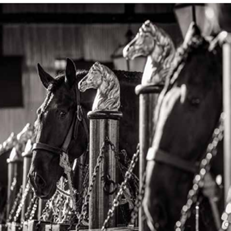 Discover Portugal’s Equestrian-2