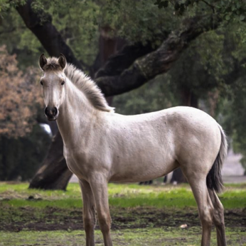 NAMING LUSITANOS