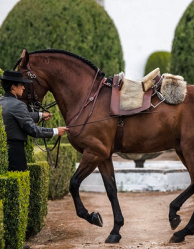 REGISTER/BREED APPROVAL