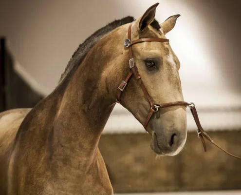 APSL – BREED ASSOCIATION