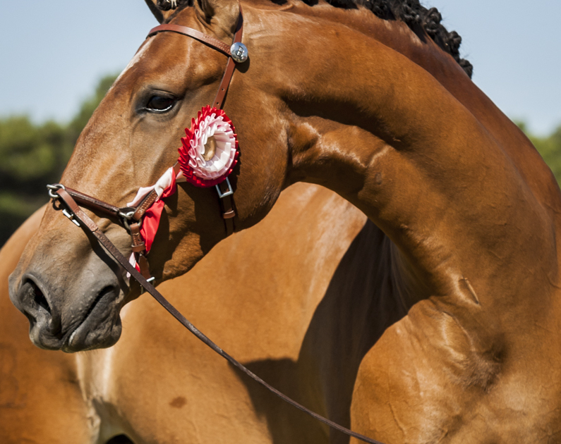 INTERNATIONAL LUSITANO FESTIVAL