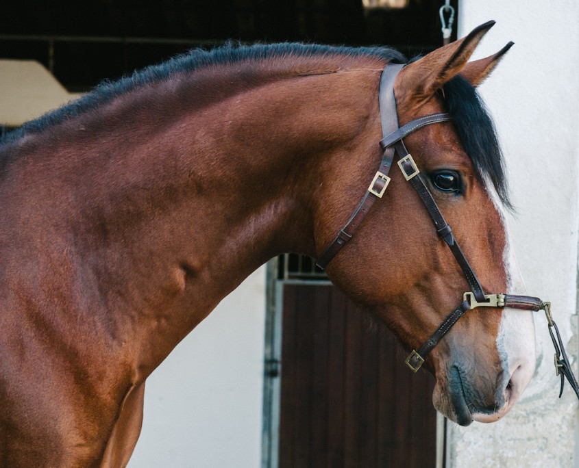 colt-bay-lusitanos