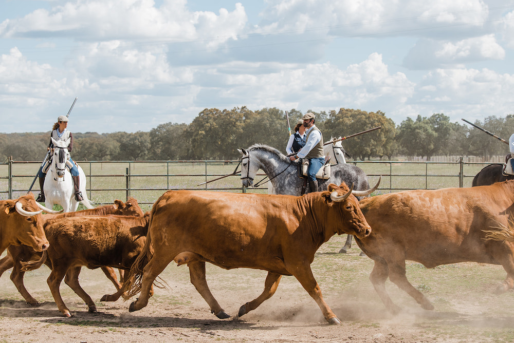 Herd da Carapuca CasadeCampo