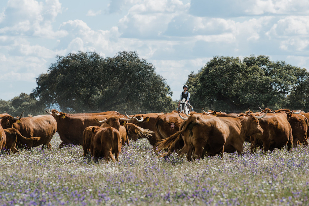 Herd da Carapuca CasadeCampo