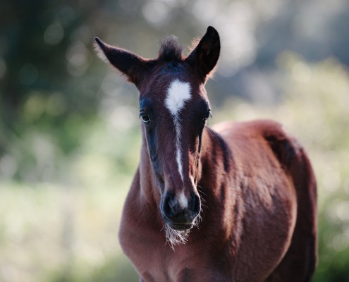 foal-lusitanos