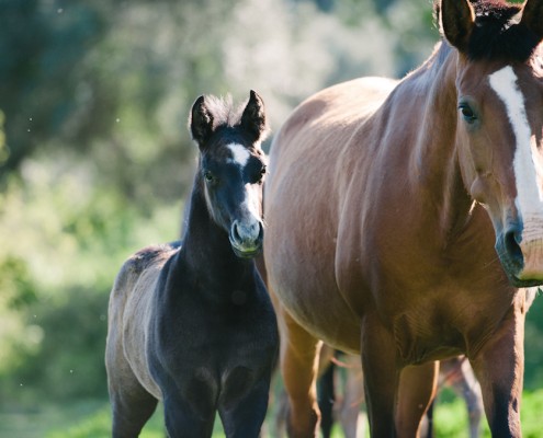 foal-lusitanos-joao-pedro-rodrigues