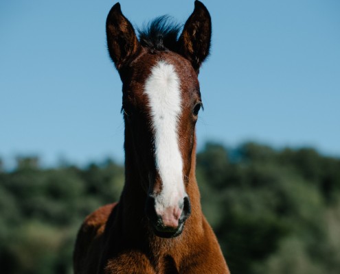 foal-lusitano