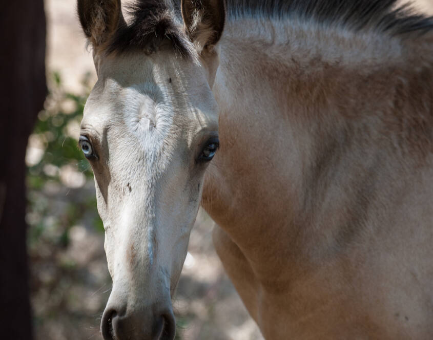 EXPOEGUA – LUSITANO MARES SHOW