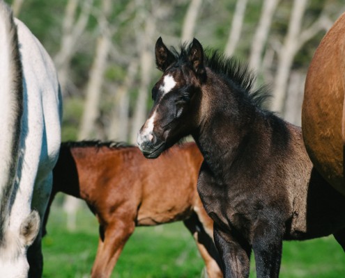 foals-lusitanos-portugal