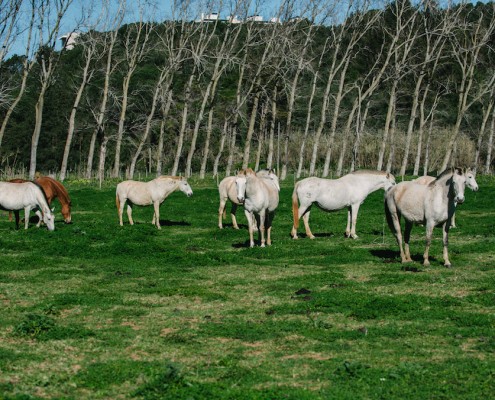 herd-lusitanos-mares