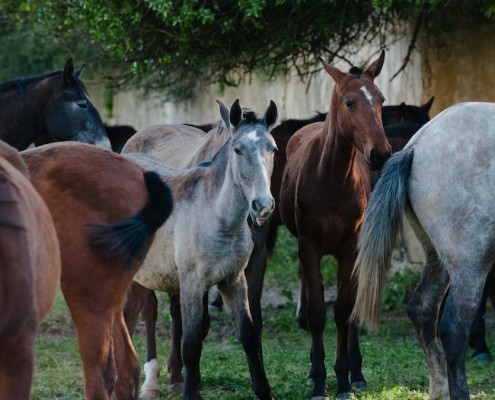 herd-lusitanos-joao-pedro-rodrigues