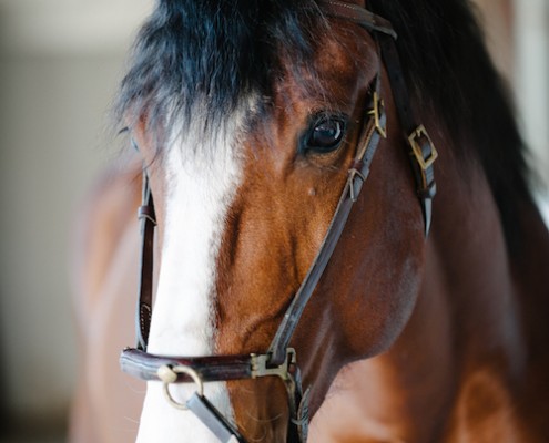 lusitanos
