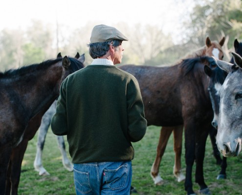 joao-pedro-rodrigues-lusitano-foals-colts