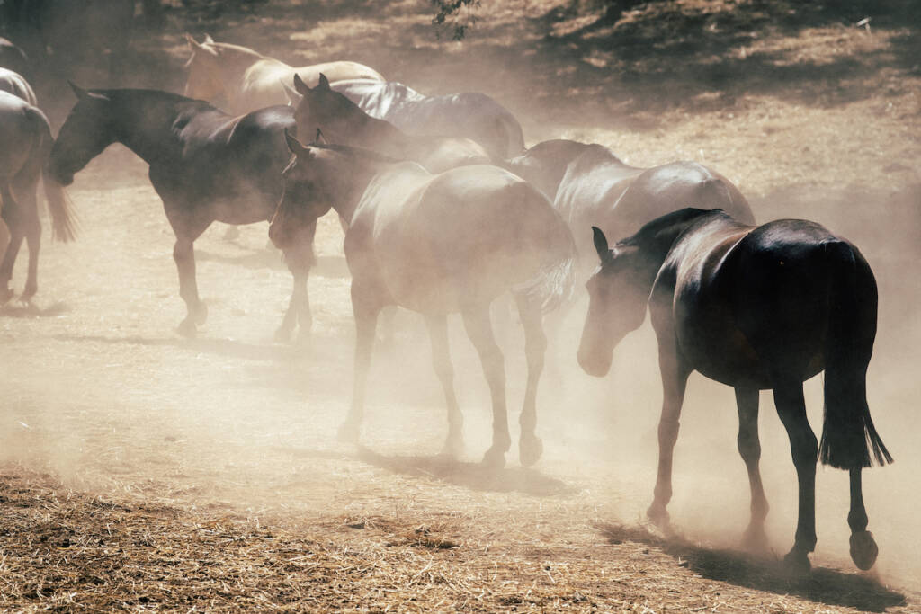Expoégua – Lusitano Mares Show