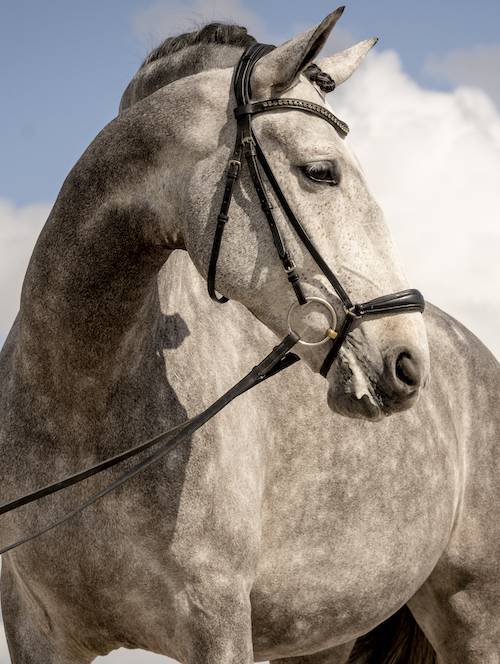 MARES & GELDINGS