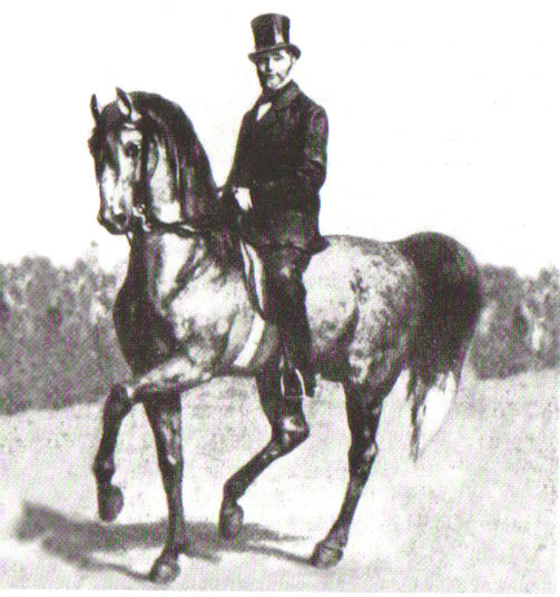 classical horse riding master steinbrecht