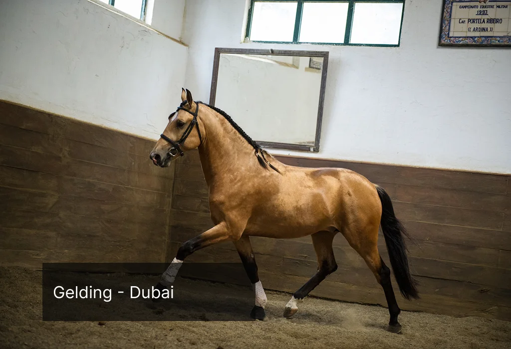 fofo-sold-to-dubai