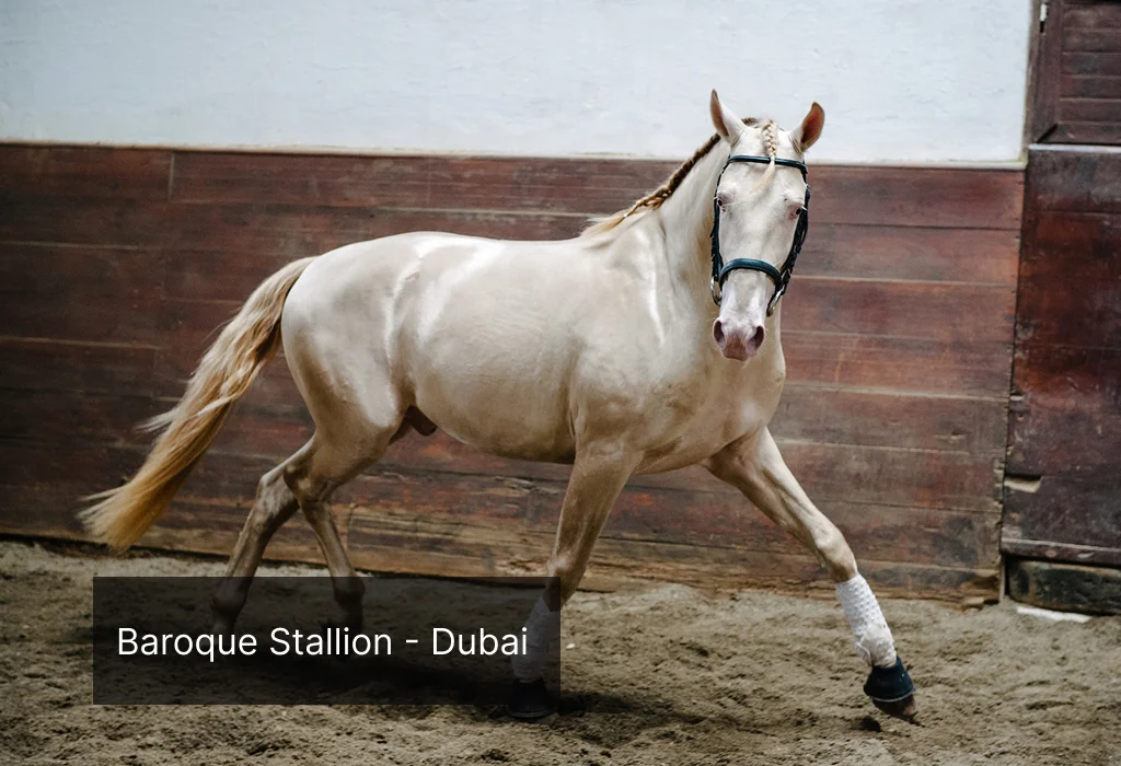 lusitamo-sold-to-dubai