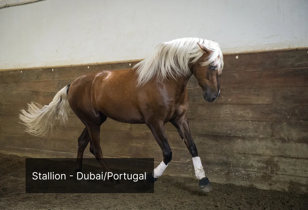 lusitano-chocolate-palomino-sold-to-dubai