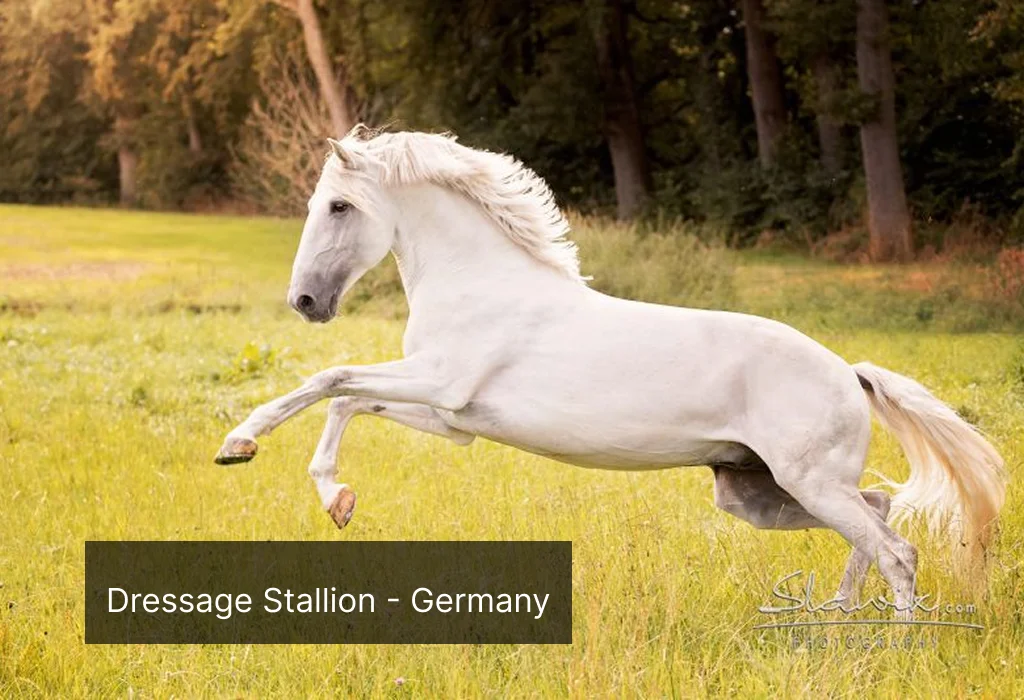 lusitano-sold-to-germany