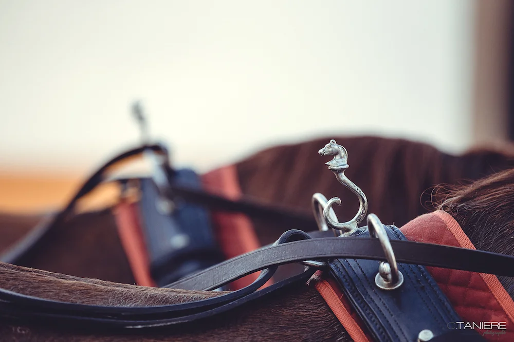 golega-ctanierephotographie-lusitano-heritage
