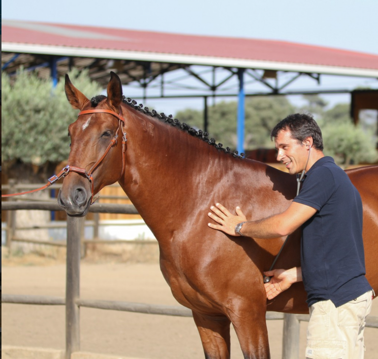 Stage 5 – Trotting Up and Foot Examination