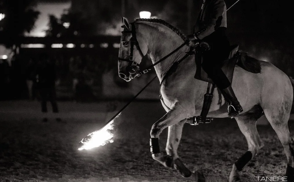 golega-ctanierephotographie-lusitano-heritage