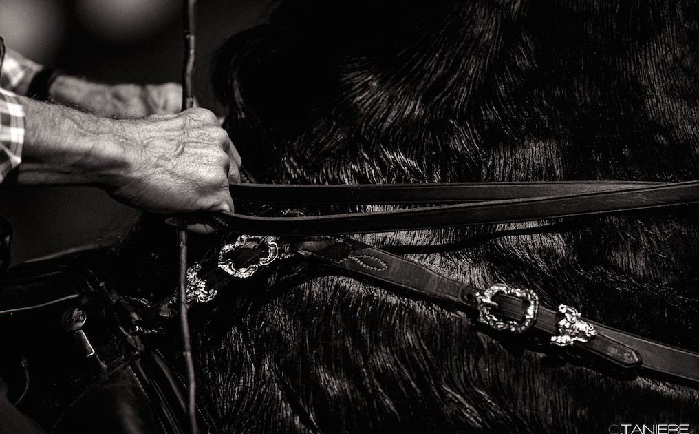golega-ctanierephotographie-lusitano-heritage