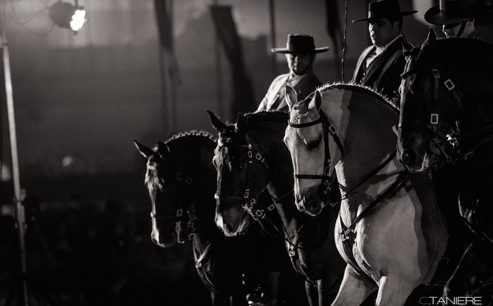 golega-ctanierephotographie-lusitano-heritage