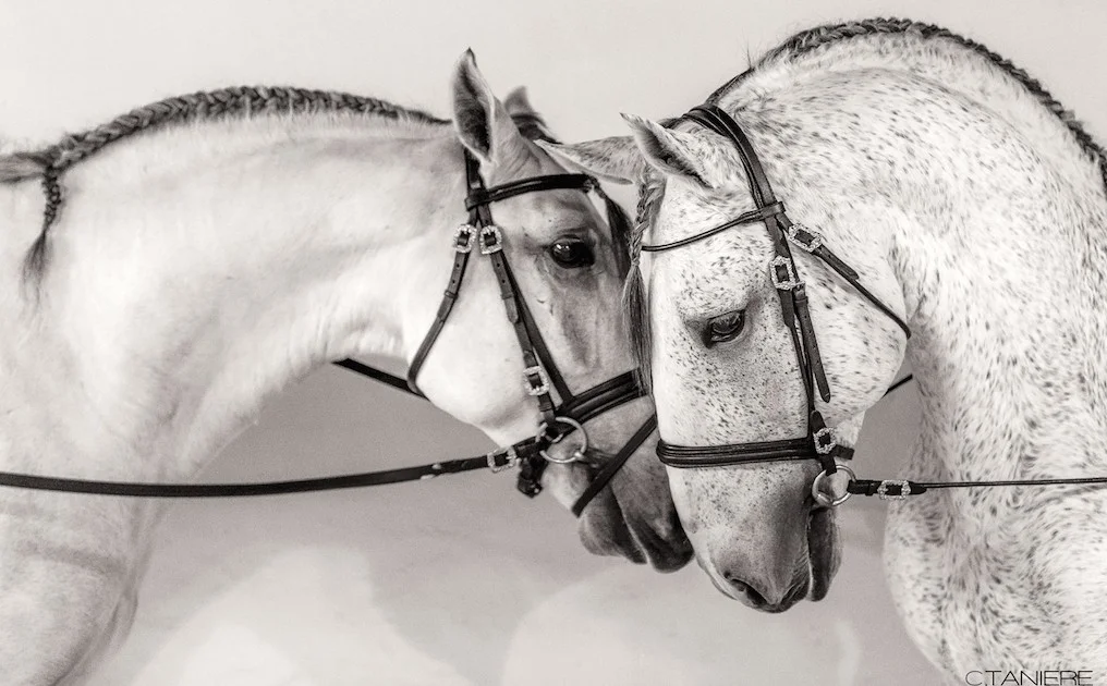 golega-ctanierephotographie-lusitano-heritage