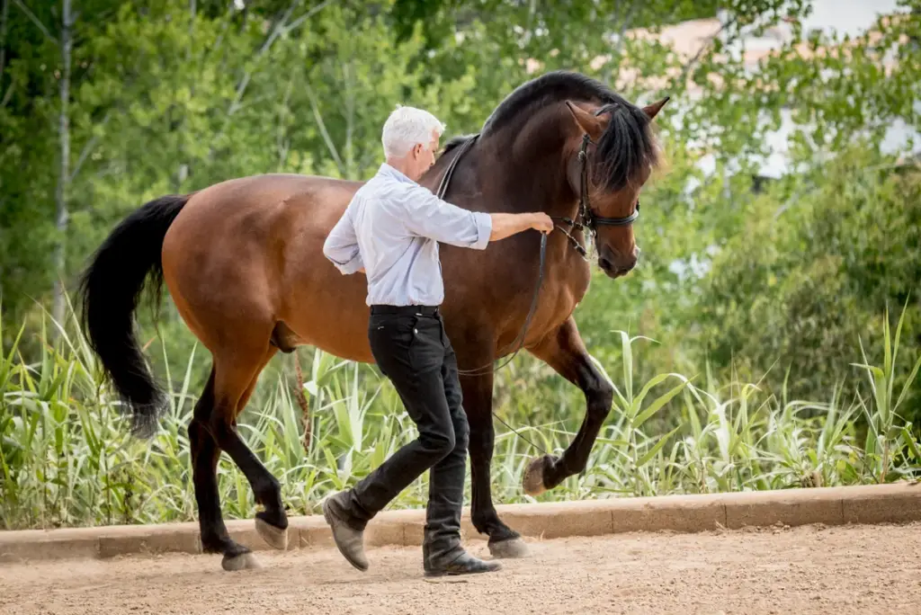 Horses Trained at Lusitano Heritage