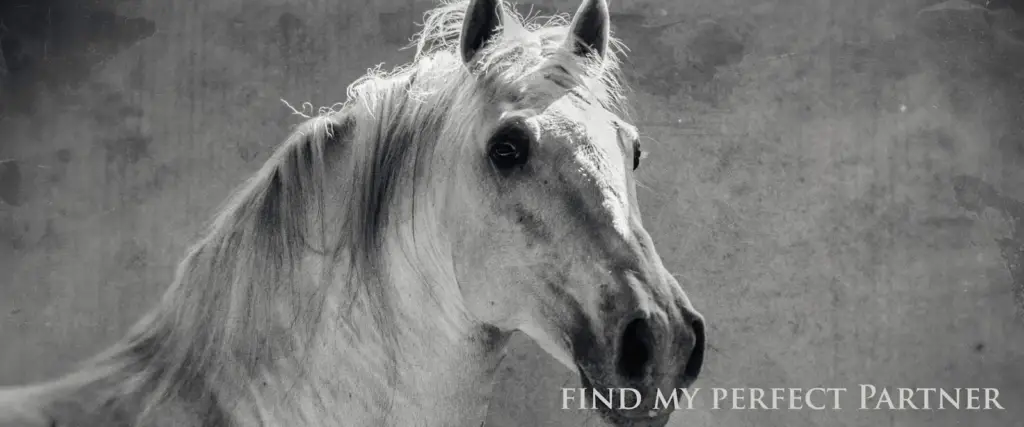 We Specialise in Finding Great Homes for Your Lusitanos