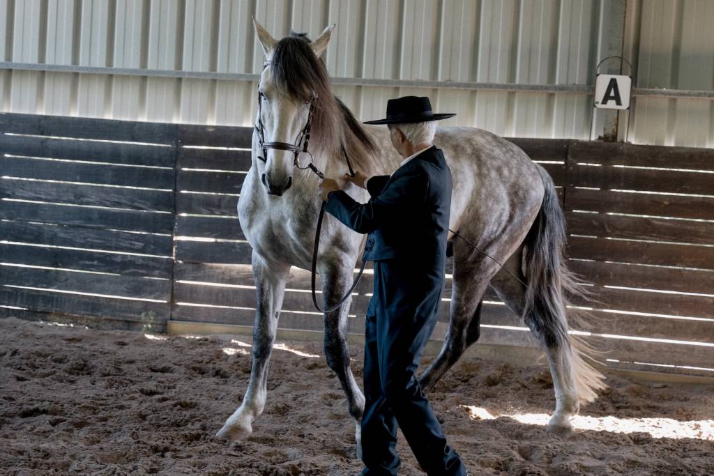 Nuno Cavaco t Lusitano Heritage working young lusitano in hand by lena saugen
