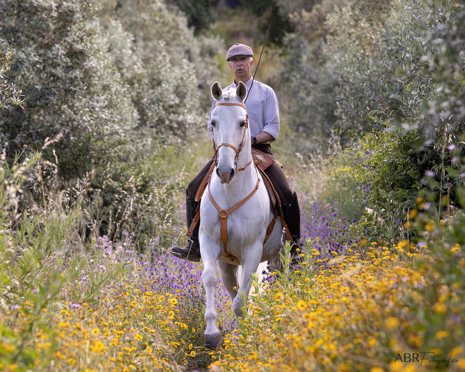 Nuno Cavaco riding lusitano Honorato at Lusitano Heritage riding lusitano honorato image by ABR fotos. cantering in the olive grove